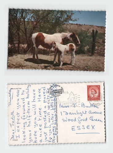 Vintage rppc postcard mare and - rppc,