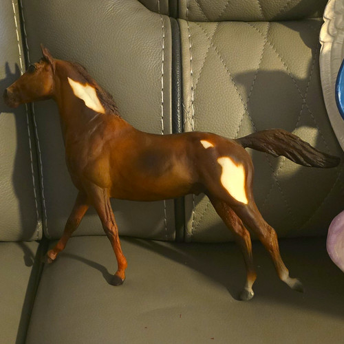 Brown white pinto - brown,